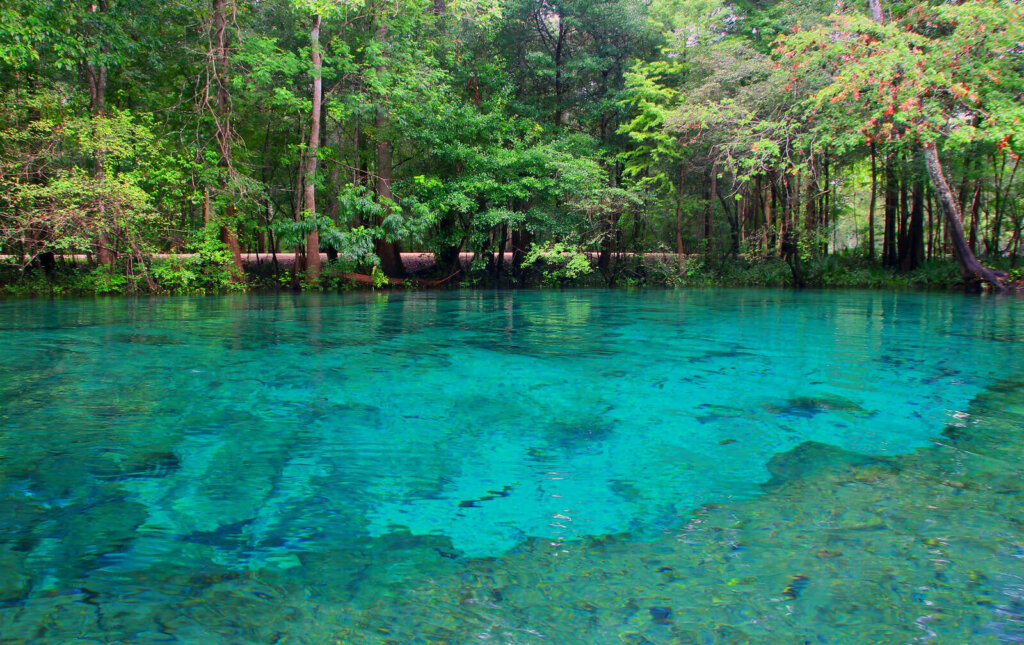 Descubra Ginnie Springs com a Gator Tours: O Paraíso Natural a Poucos Quilômetros de Orlando